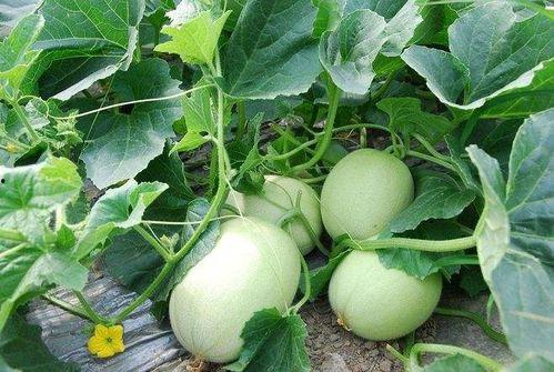 吃瓜找老李,探寻老李背后的故事  第2张