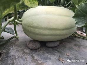 吃瓜找老李,探寻老李背后的故事  第3张