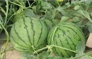 温岭吃瓜  第2张