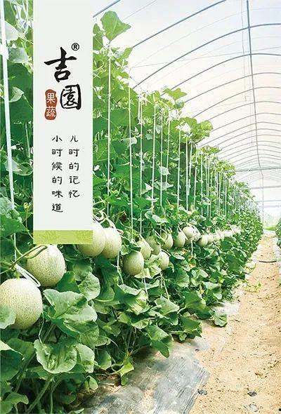 温岭吃瓜  第3张