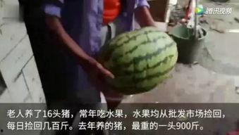 咋吃瓜的视频,短视频平台上的热门吃瓜达人  第2张