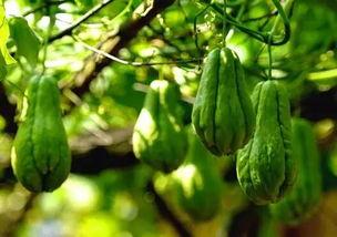 吃佛手瓜会过敏  第3张