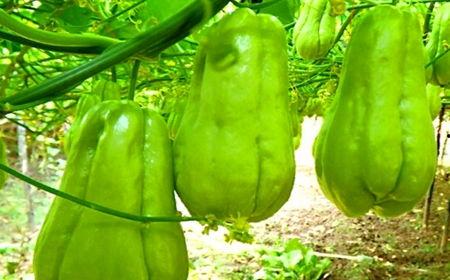 食品佛手瓜吃的,探索健康美味的食品新宠