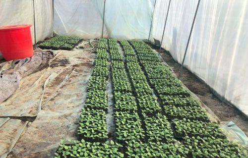 长春北湖吃瓜  第2张