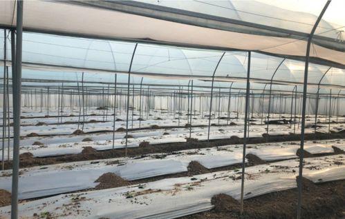 长春北湖吃瓜  第3张