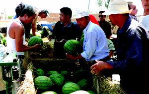 无籽瓜为啥不让吃,为何不宜食用背后的科学真相  第3张