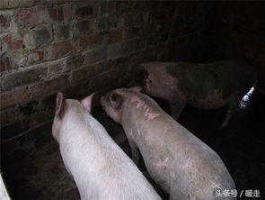 猪专门吃的瓜,揭秘猪专享的瓜类美食世界  第3张