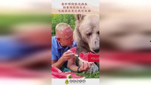 熊头吃瓜,探寻熊与瓜的奇妙邂逅