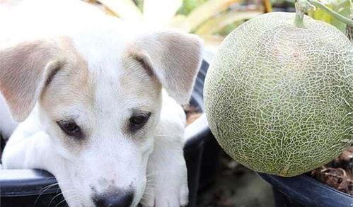 狗狗seven吃哈密瓜,狗狗Seven的哈密瓜美食之旅  第2张