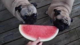 狗狗seven吃哈密瓜,狗狗Seven的哈密瓜美食之旅  第3张