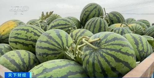 泰州吃瓜详情,一场别开生面的吃瓜盛宴  第3张