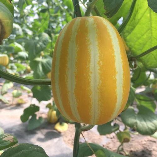 等瓜成熟再吃,美味尽享——跟随自然节奏品尝时令佳肴  第2张