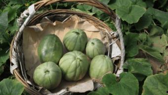 等瓜成熟再吃,美味尽享——跟随自然节奏品尝时令佳肴  第3张