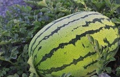 梦见杀瓜吃西瓜,杀瓜与西瓜的奇幻之旅  第3张