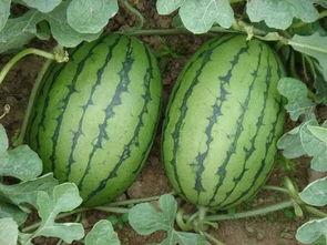 爬爬吃瓜,揭秘网络热点背后的真相与趣味  第3张