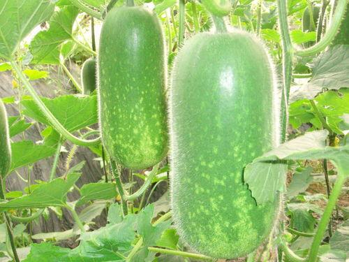 姜文静吃瓜吃到自己,从吃瓜群众到瓜中明星的华丽转身  第2张