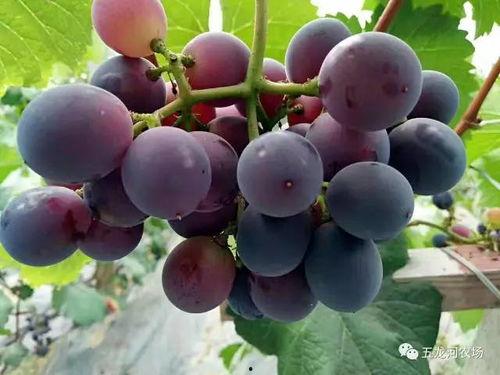 梦见吃瓜和葡萄,瓜果飘香，品味梦境中的甜蜜与甘甜  第2张