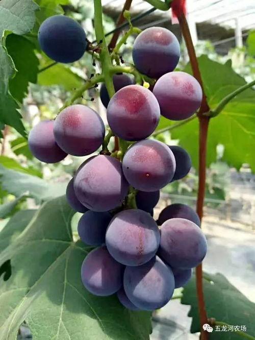 梦见吃瓜和葡萄,瓜果飘香，品味梦境中的甜蜜与甘甜  第3张