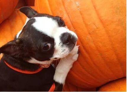 狗狗可以吃苏瓜不,苏瓜——美味又营养的佳选