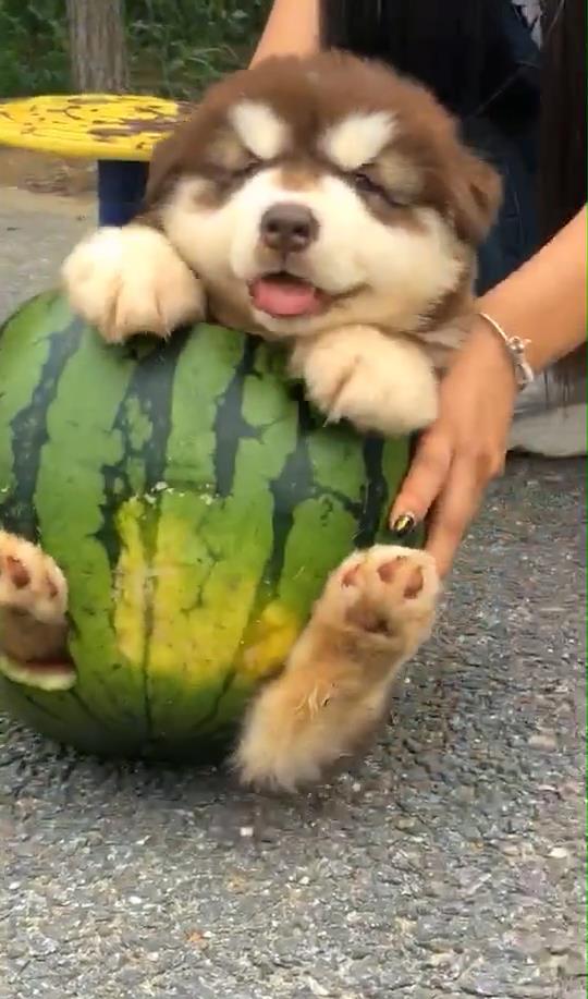狗狗可以吃苏瓜不,苏瓜——美味又营养的佳选  第2张