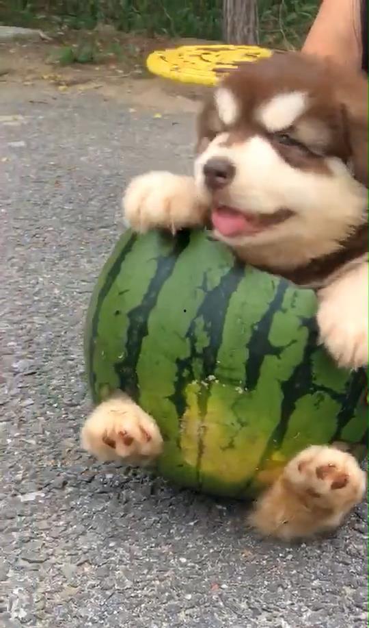 狗狗可以吃苏瓜不,苏瓜——美味又营养的佳选  第3张
