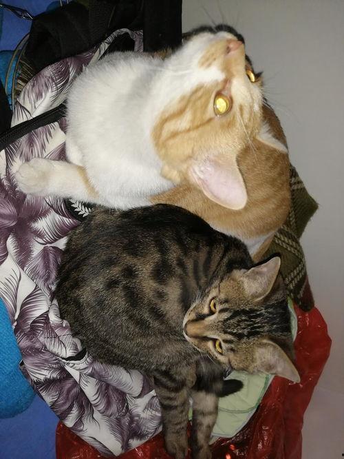 瞌睡猫吃瓜  第2张