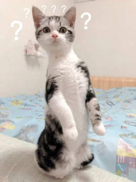 瞌睡猫吃瓜  第3张