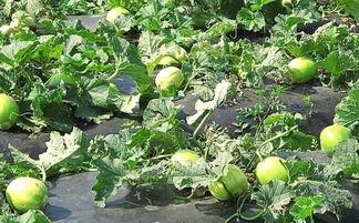 吃瓜舌头刺痛发麻,揭秘背后的健康隐患  第2张