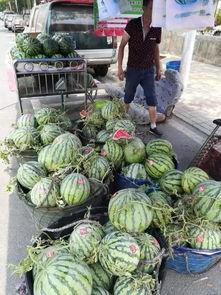 侨中吃瓜事件,校园风波背后的真相与反思