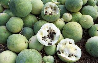 籽瓜不能随便吃,了解籽瓜的正确食用方法  第3张