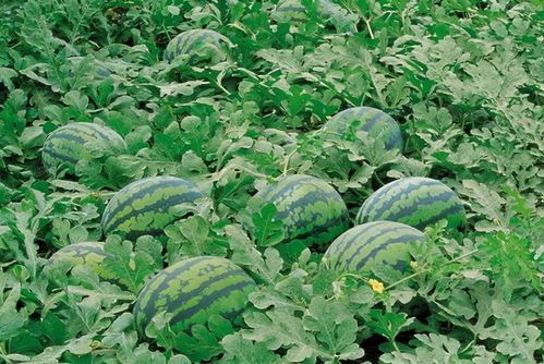 温州消防路边吃瓜,消防员也有休闲时光