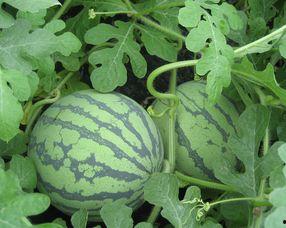 孕期可以吃犁头瓜吗,孕期适量食用犁头瓜有益健康  第2张