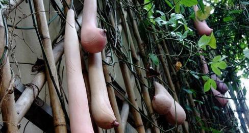 越南的乳瓜可以吃,美味与营养并存的东南亚特色美食