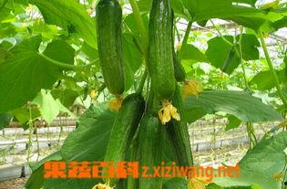 越南的乳瓜可以吃,美味与营养并存的东南亚特色美食  第2张