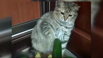 微醺小猫吃瓜,微醺小猫的瓜田奇遇记  第2张