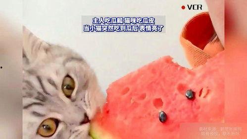 微醺小猫吃瓜,微醺小猫的瓜田奇遇记  第3张