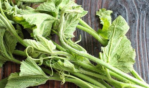 吃棚瓜尖  第3张