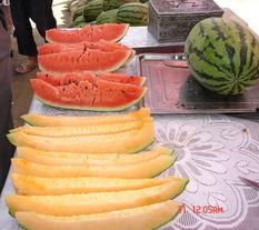 吃瓜陶白白,吃瓜陶白白的趣味生活点滴  第2张