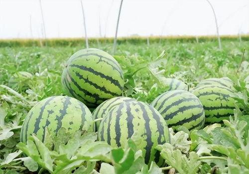 肺结节吃瓜,吃瓜群众如何正确应对健康隐患  第2张