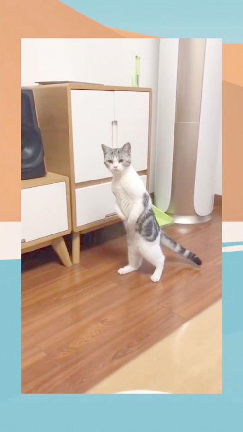 吃瓜站姿,吃瓜群众的独特姿势解析