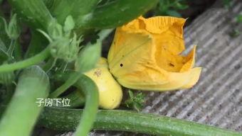 瓜瓜吃瓜的作者,揭秘娱乐圈幕后真相  第3张