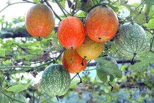 白吊瓜长多久可以吃,从播种到可食用的时间揭秘  第3张