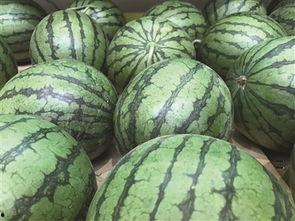 地瓜视频吃瓜,带你领略吃瓜乐趣，轻松解锁娱乐新姿势  第3张