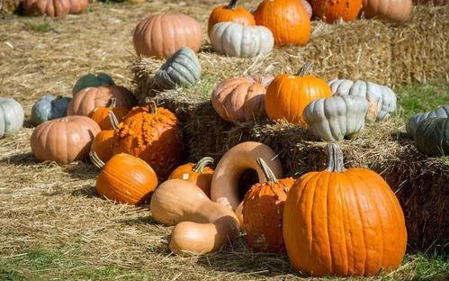 朝阳门吃瓜,一场热闹非凡的吃瓜盛宴  第2张