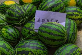 带你吃瓜的西瓜,揭秘“带你吃瓜”西瓜背后的故事  第3张