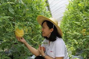 青州中都吃瓜,瓜果飘香，品味夏日清凉