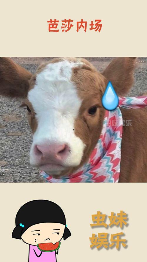 抖音吃瓜大嘴,揭秘娱乐圈幕后真相  第2张