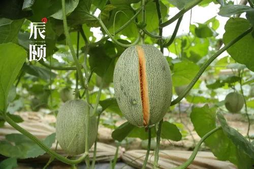 吃瓜如蜜,揭秘娱乐圈甜蜜背后的秘密  第2张