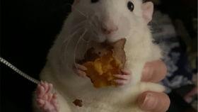 花枝鼠可以吃籽瓜,花枝鼠的籽瓜美食之旅  第2张