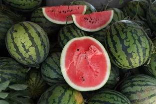 吃瓜有田,揭秘田间地头的趣味生活  第3张